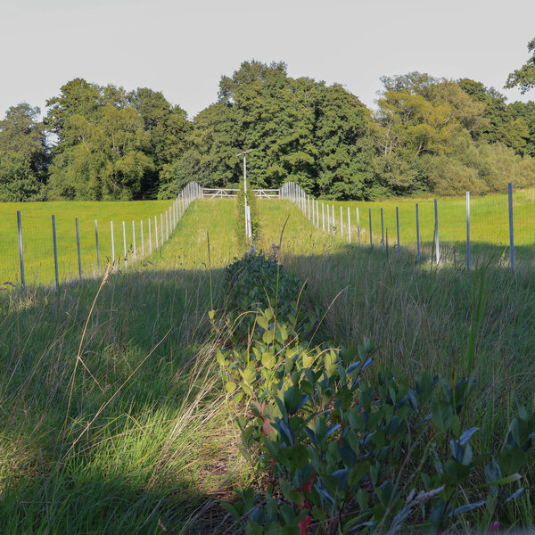 Eine neu angepflanzte Hecke mit zwei Zäunen rechts und links.