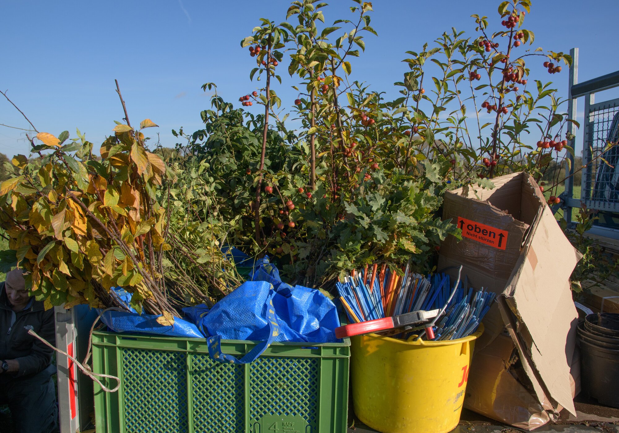 Faulbaum, Stiel-Eiche und Zierapfel wollen endlich in die Erde. Pflanzen und Pflanzzubehör stehen auf der Ladefläche eines Transporters.