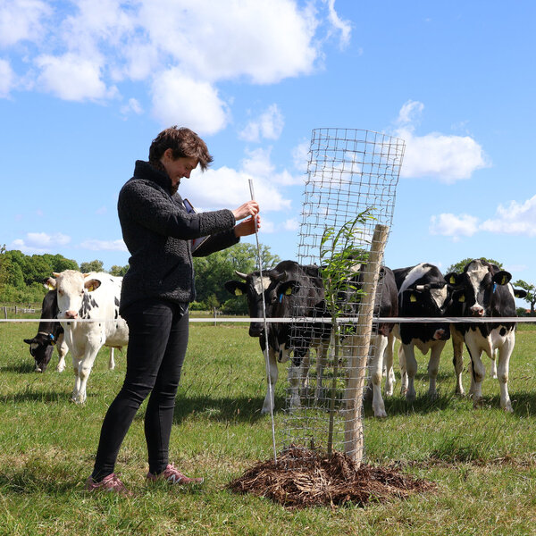 Agrosilvopastorales System auf dem Versuchsfeld in Trenthorst. Ein junger Baum, vor einer Kuhweide.