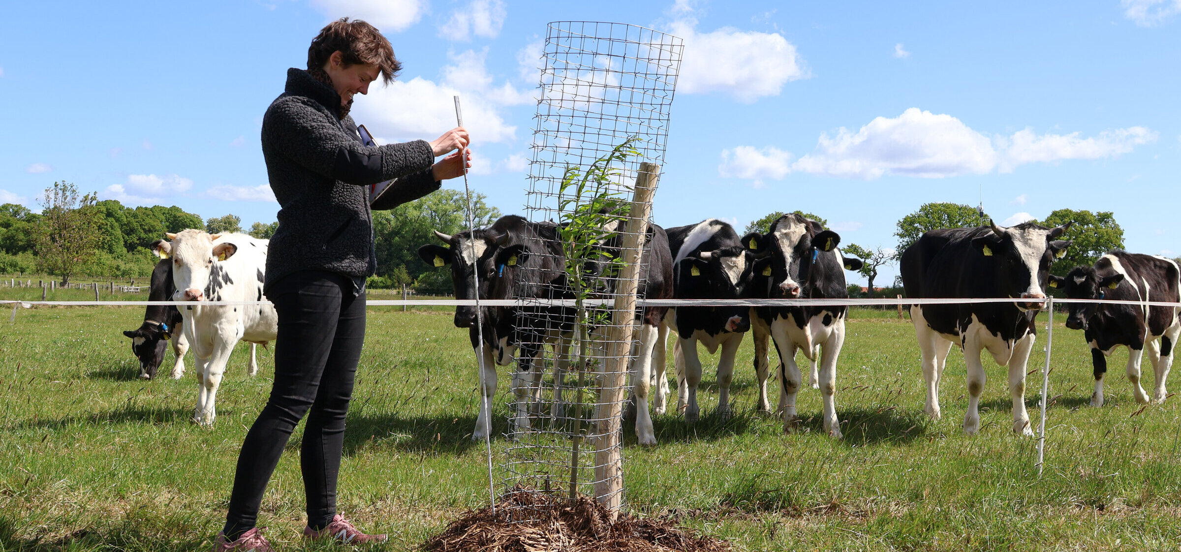 Agrosilvopastorales System auf dem Versuchsfeld in Trenthorst. Ein junger Baum, vor einer Kuhweide.