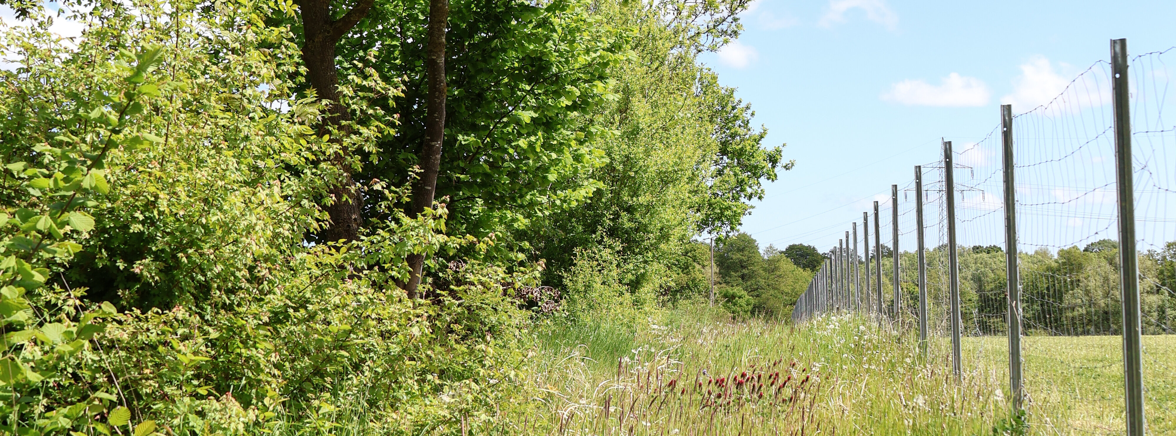 Heckenagrarlandschaft auf dem Versuchsfeld in Trenthorst. Eine Hecke entlang eines Zaunes.