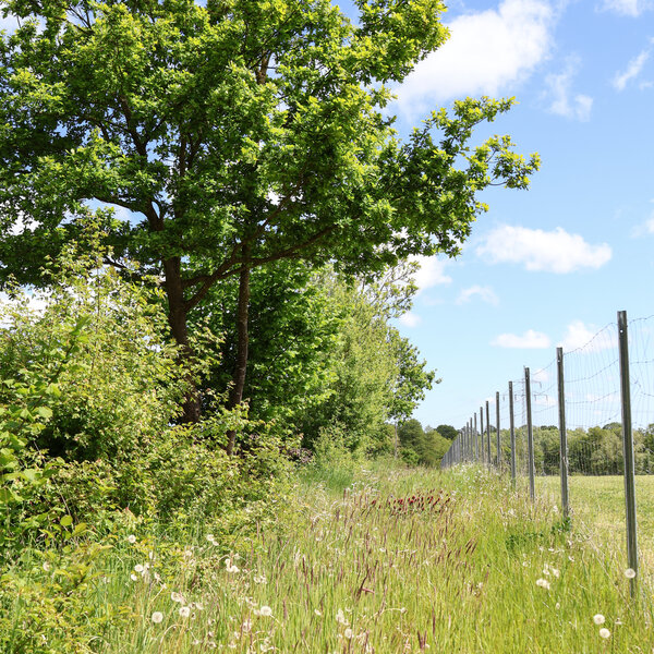 Heckenagrarlandschaft auf dem Versuchsfeld in Trenthorst. Eine Hecke entlang eines Zaunes.