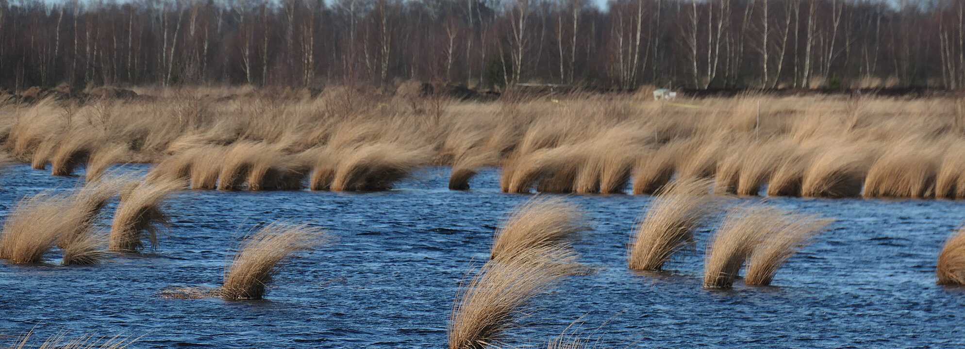 Ein mit Wasser und Pflanzen bedecktes Moor, im Hintergrund Bäume.