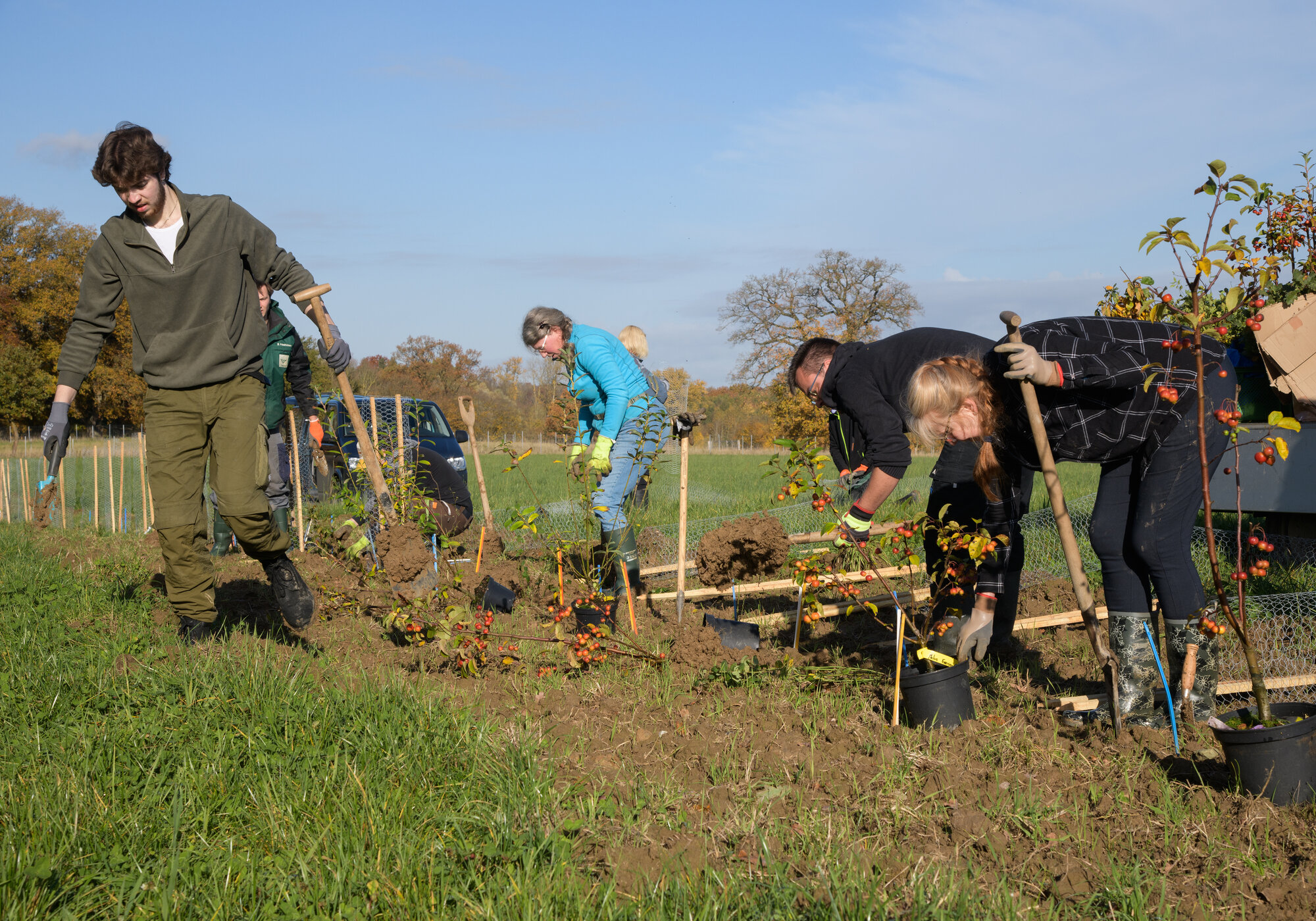 Freiwillige unterstützen die Forschenden bei der Pflanzaktion. Mehrere Personen stehen entlang einer Linie und pflanzen.