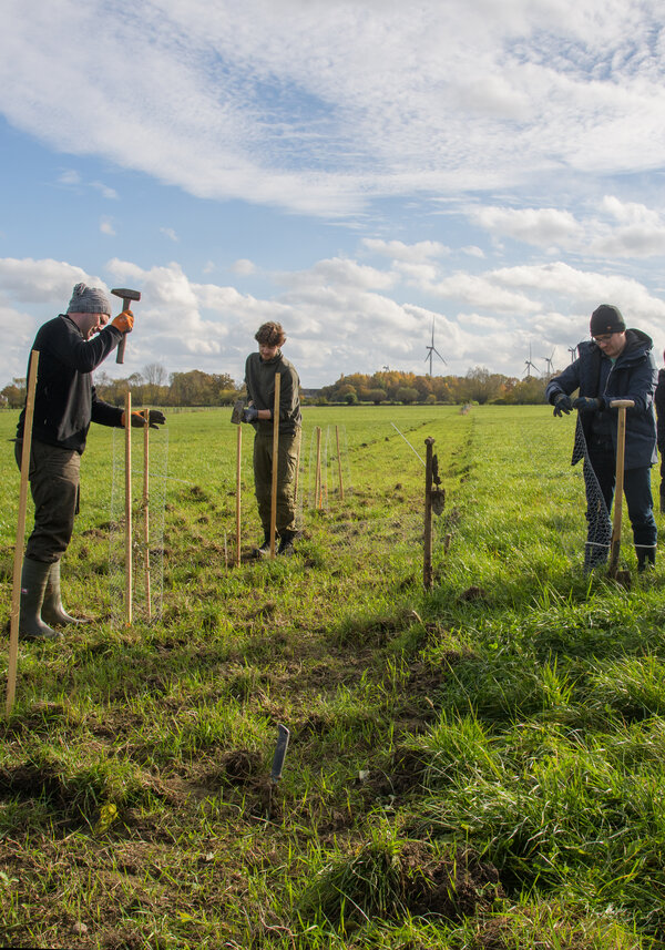 In Trenthorst entstehen rund 1.200 Meter Hecke. Mehrer Personen stehen auf einem Feld und schlagen Pfähle in den Boden.