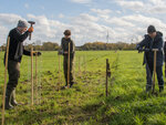 Several people are standing in a field and driving stakes into the ground.