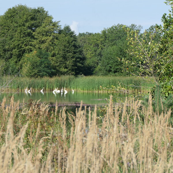 Ein Teich mit Rohrkolben und Schwänen.