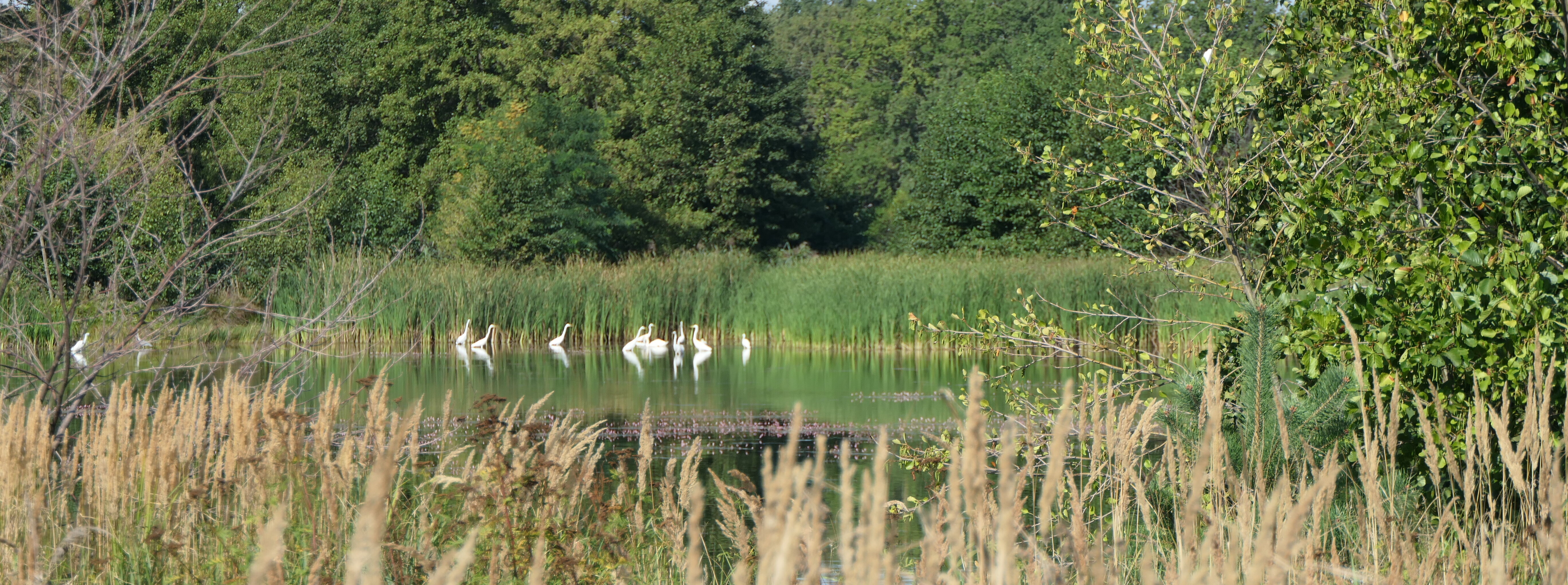 Ein Teich mit Rohrkolben und Schwänen.
