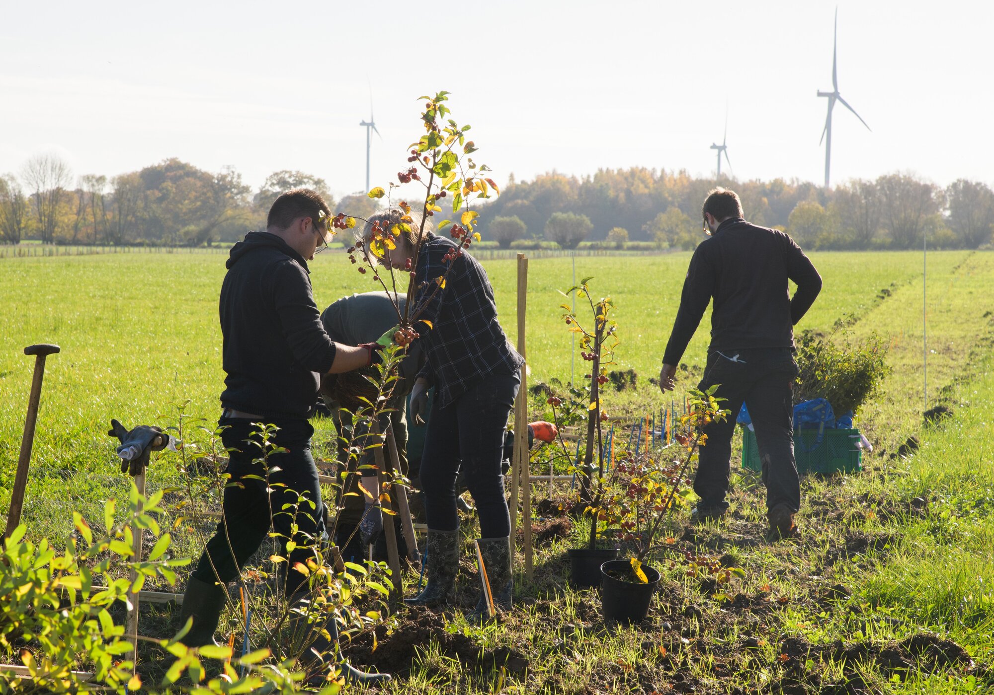Die roten Früchte des Zierapfels lassen sich später in Gestecken oder Kränzen verwenden. Mehrere Personen beim einpflanzen der Heckenpflanzen.