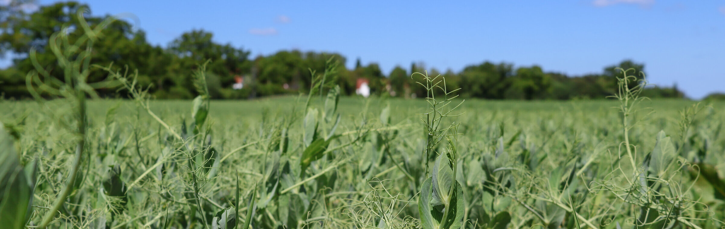Fruchtfolgen auf dem Versuchsfeld in Trenthorst. Kleine Pflanzen auf einem Feld.