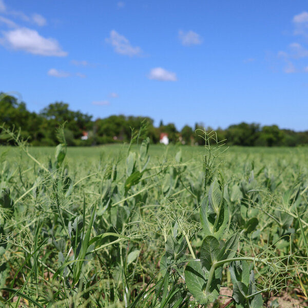 Fruchtfolgen auf dem Versuchsfeld in Trenthorst. Kleine Pflanzen auf einem Feld.