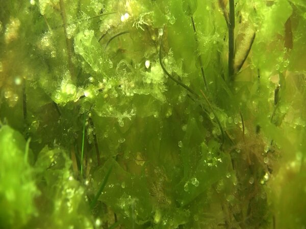 An grünen Wasserpflanzen hängen kleine weiße Eier.