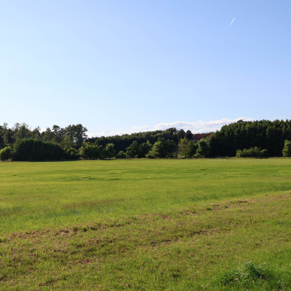 Ein Feld mit kleinen grünen Pflanzen, im Hintergrund Bäume und Büsche.