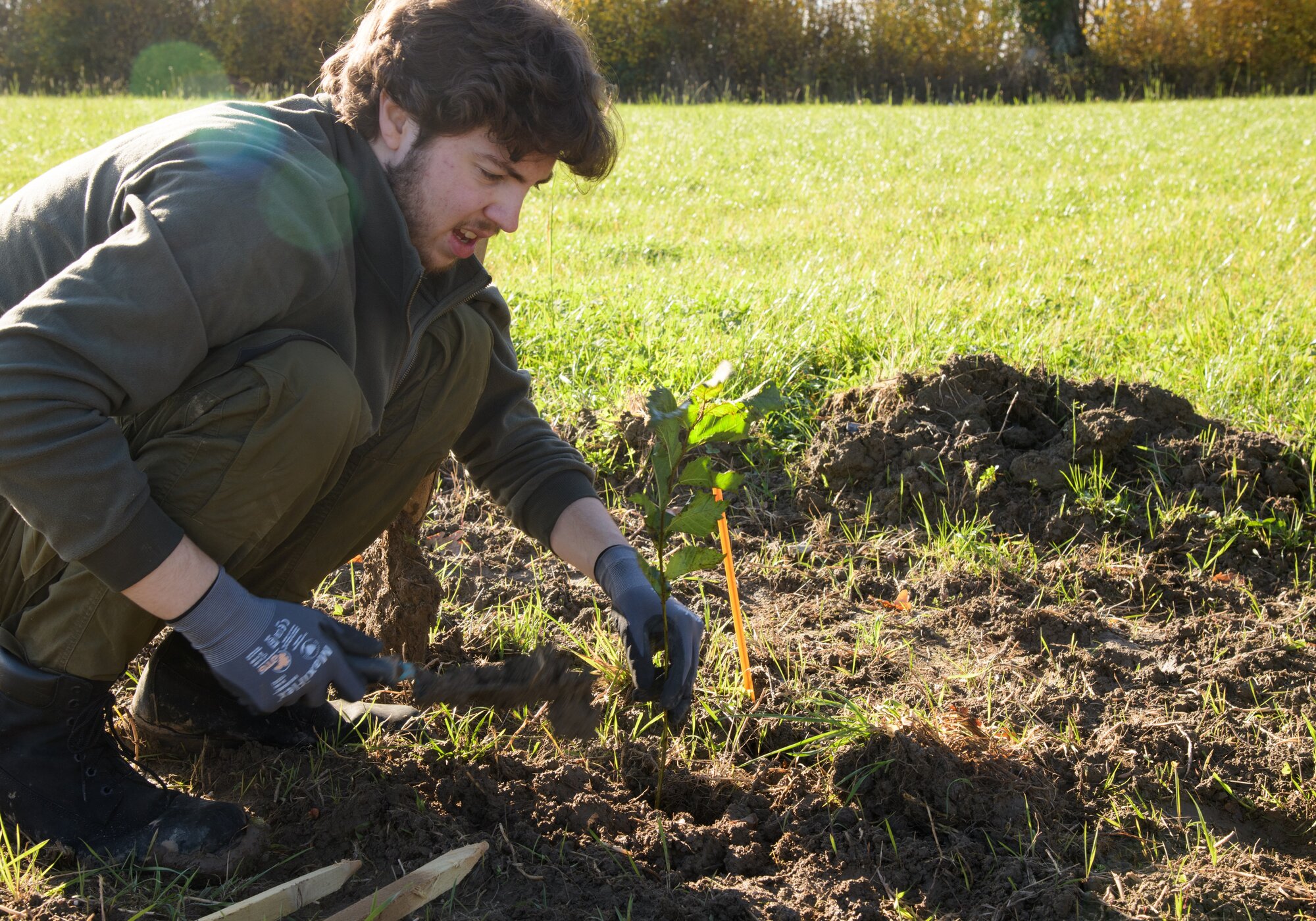 Diese kleine Flatter-Ulme ist Teil der Klimaxhecke. Eine Person kniet auf dem Boden und pflanzt eine kleine Pflanze in ein Loch.