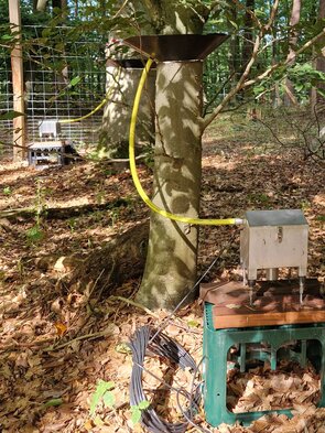 Mit dem Stammabflusssammler werden unterschiedliche eDNA-Substrate gewonnen. Zu sehen ist ein schwarzer Kragen an einem Baumstamm mit einem gelben Schlauch, der zu einer Metallkiste führt.