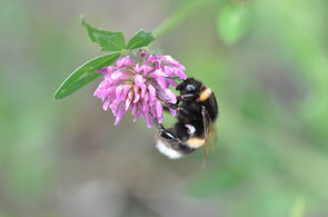 Bestäuber-Insekten wie die Erdhummel (Bombus cf. lucorum) hinterlassen bei der Bestäubung etwa auf Wiesenklee (Trifolium pratense) ihre DNA auf den Blüten. Eine Hummel sitzt auf einer rosafarbenen Blüte.