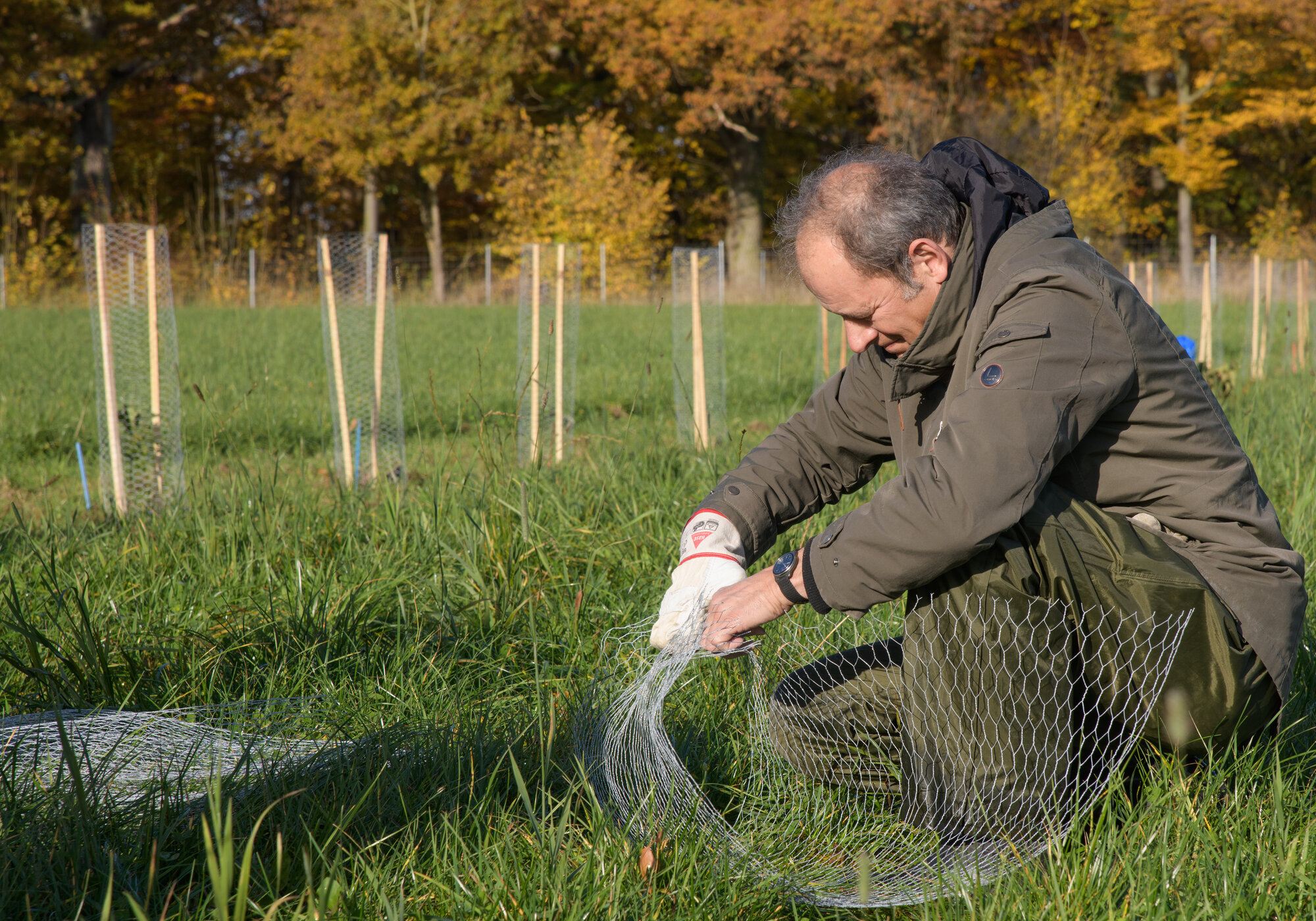 Mit Drahtgittern werden die jungen Pflanzen vor Fraß geschützt. Eine Person bereitet die Dahtgitter vor.